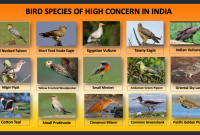 Which Bird species in India are of high conservation concern? How Can I Protect My Intellectual Property Rights?
